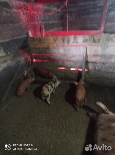 Продам поросят