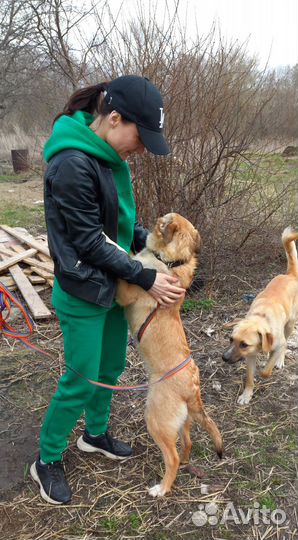 Щенок-подросток, девочка, 10 мес