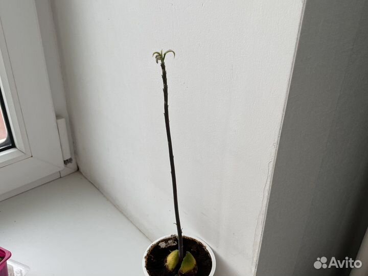 Авокадо растение