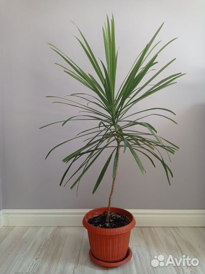 Продаю драцену