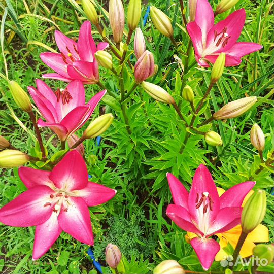 Лилия и Лилейники Гейхера Барвинок вариегатный