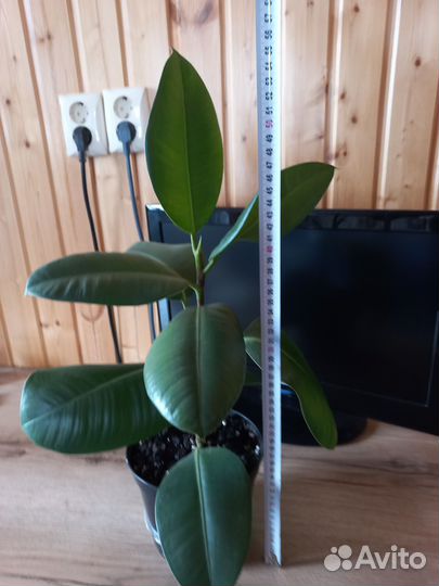 Фикус каучуконосный большой