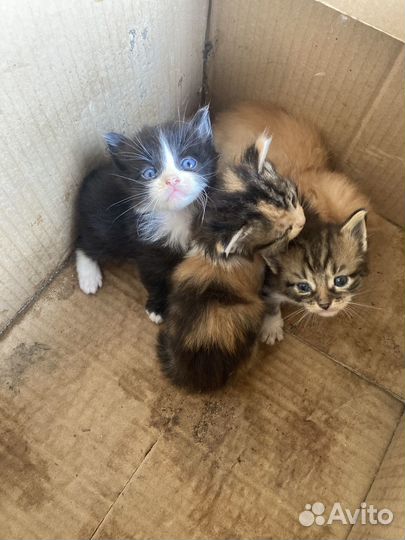 Котята в добрые руки