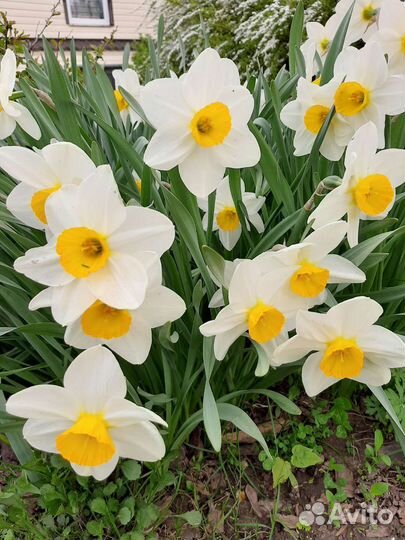 Луковицы нарциссов