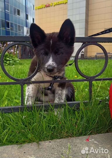 Щенки ищут дом