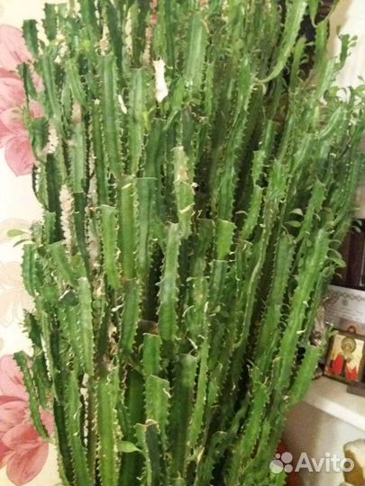 Кактус молочай