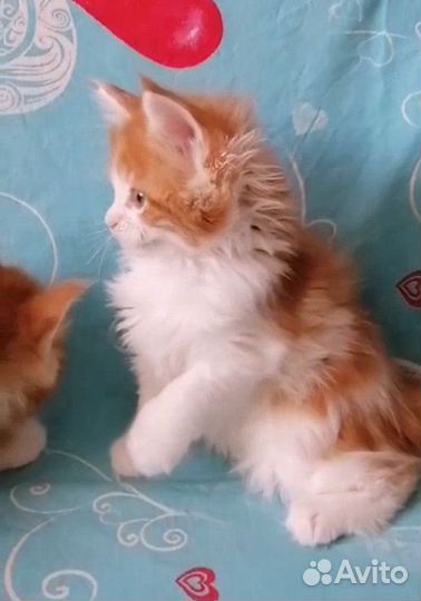 Котенок мейн-кун Девочка