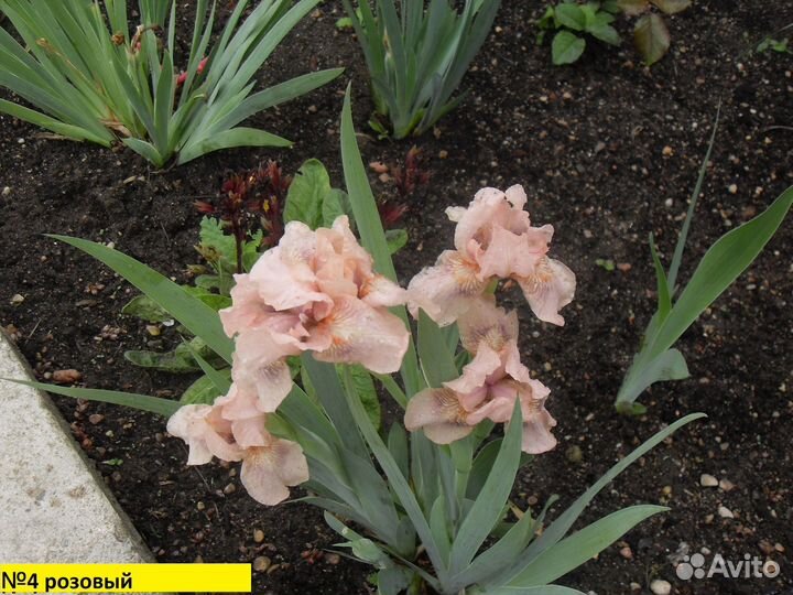 Карликовые ирисы