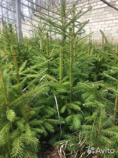 Ель (Саженец)