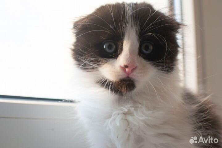 Котята бесплатно