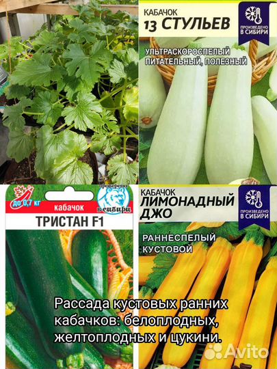 Рассада кабачков