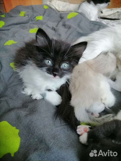 Сибирская кошка