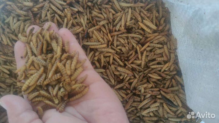 Лечинка черной львинки