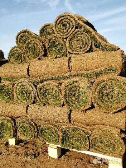 Рулонный газон