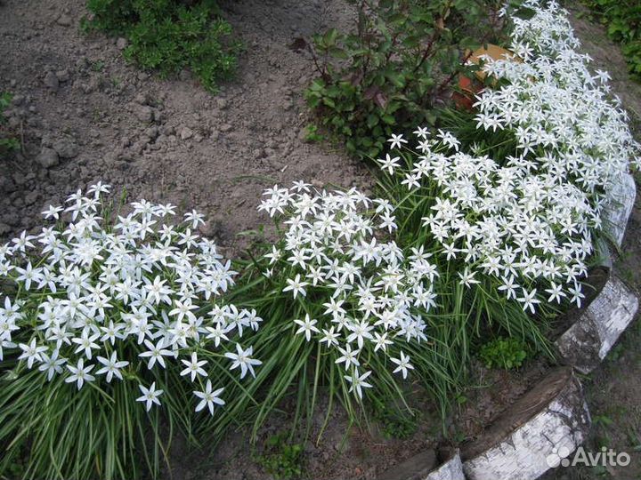 Птицемлечник