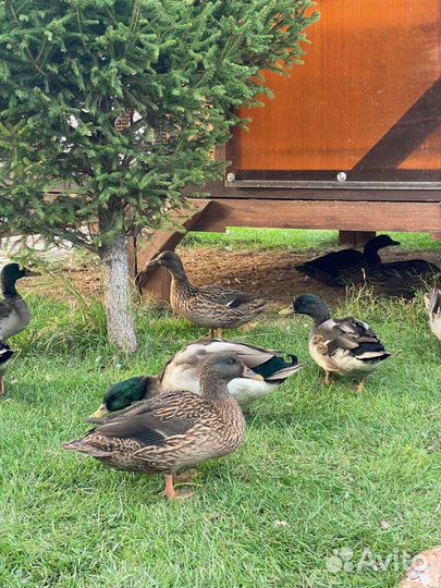 Утки подсадные для охоты чубарые