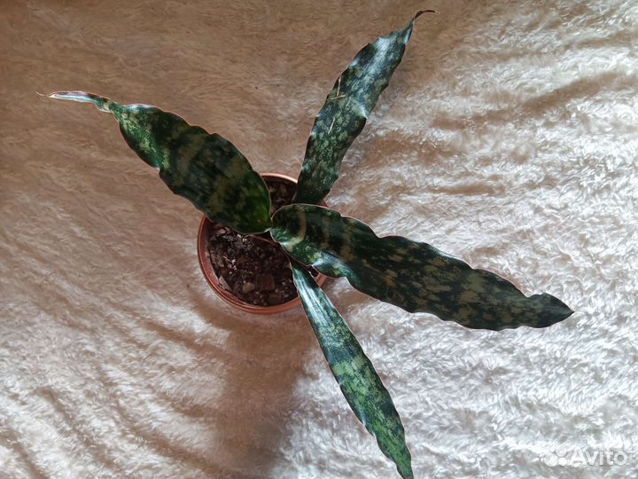 Сансевиерия кирки браун