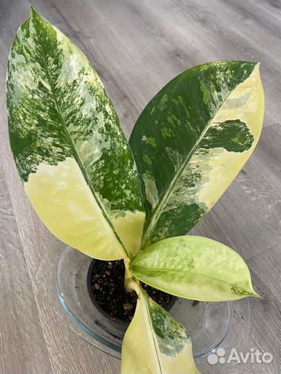 Диффенбахия еллоу вариегата