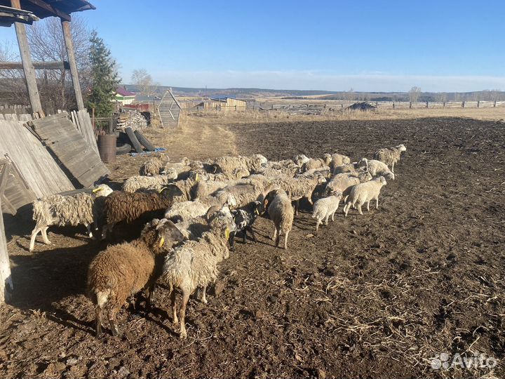 Овцы бараны ягнята