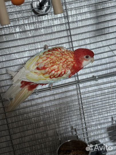 Попугай розелла рубиновая