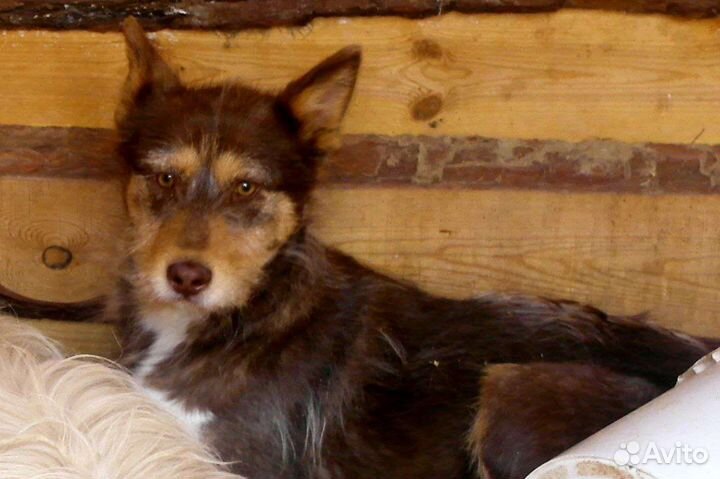 Щенки в добрые руки