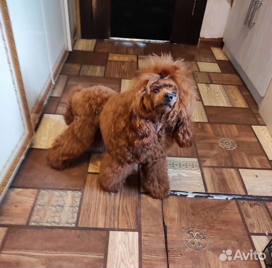 Вязка кобеля red brown с титулами