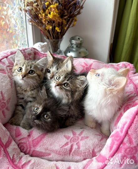 Котята ищут дом