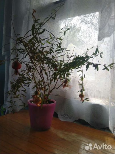 Гранат карликовый комнатный