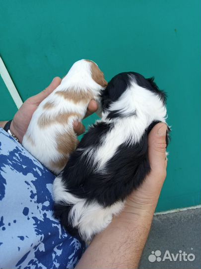 Щенки Кавалер кинг чарльз спаниель