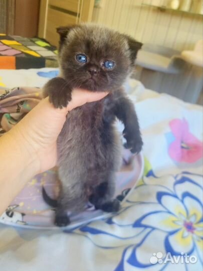 Кошка и котята