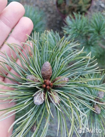 Сосна (schoon's bonsai) шунс бонсай с 5л