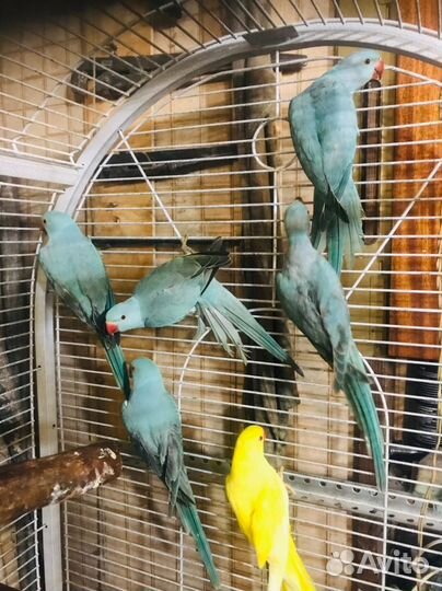 Ожереловый попугай птенцы