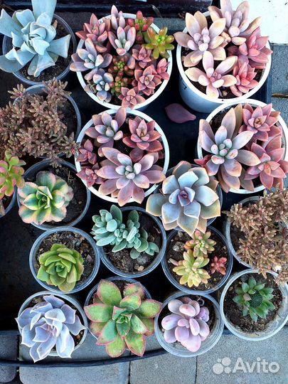 Суккуленты и кактусы