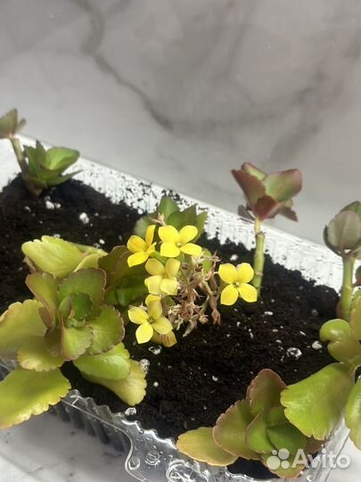 Каланхоэ цветущий желтый