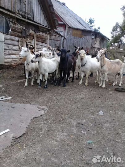 Продаются козы