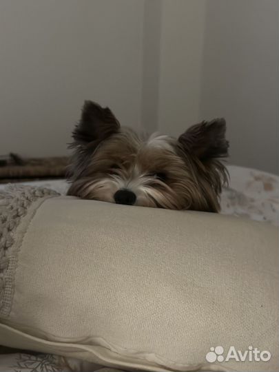 Бивер вязка