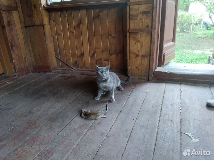 Котята - крысоловы