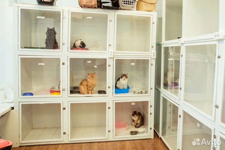 Инфекционный стационар для кошек и щенков (передер