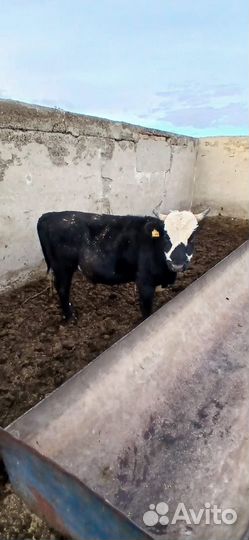 Бычки на откорм