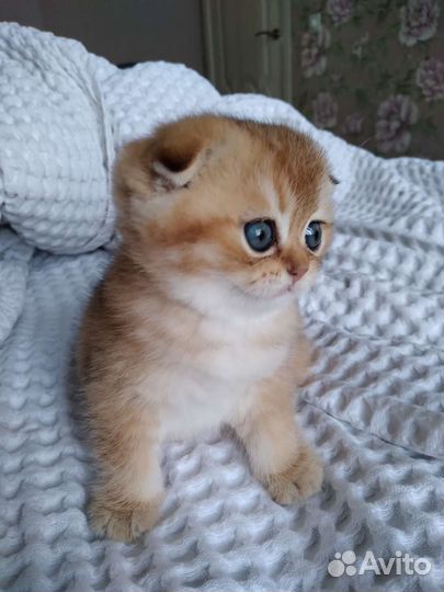 Шотландская золотая шиншилла резерв