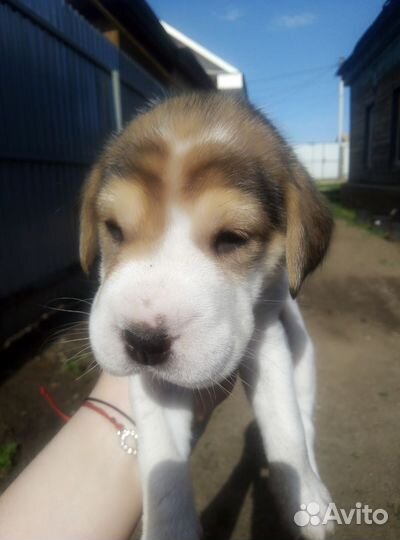 Отдам щенков