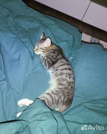 Котенок рысёнок ищет дом