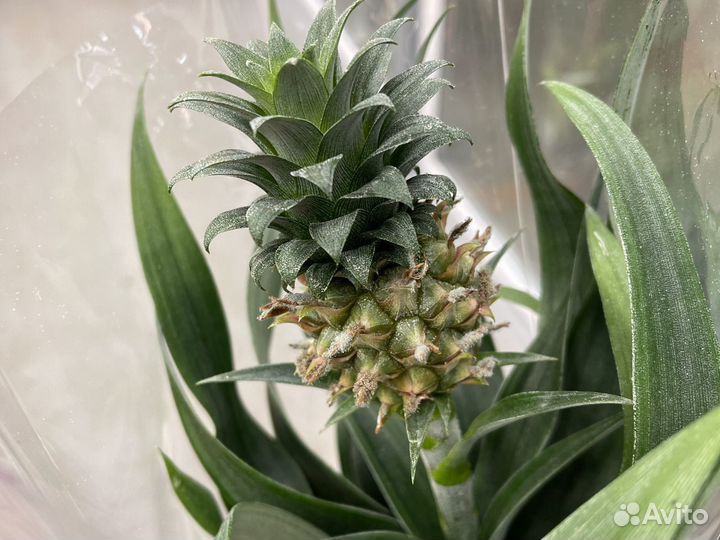 Ананас в горшке с плодом