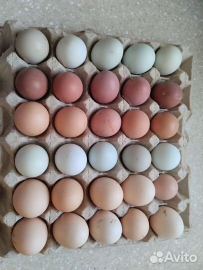 Яйцо домашнее