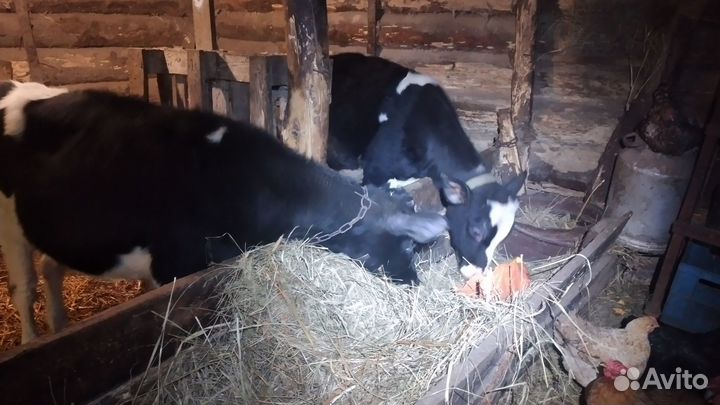 Продаются телята