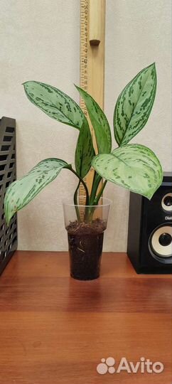 Аглаонема, сильвер квин