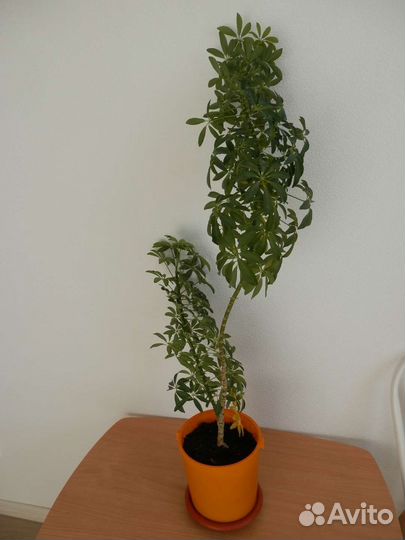 Шефлера (возможен обмен)