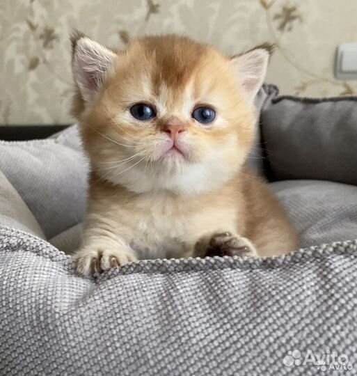 Клубные британские котята драгоценного золотого ок