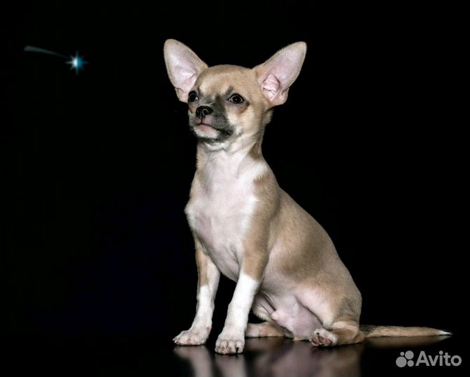 Вязка.Чихуахуа