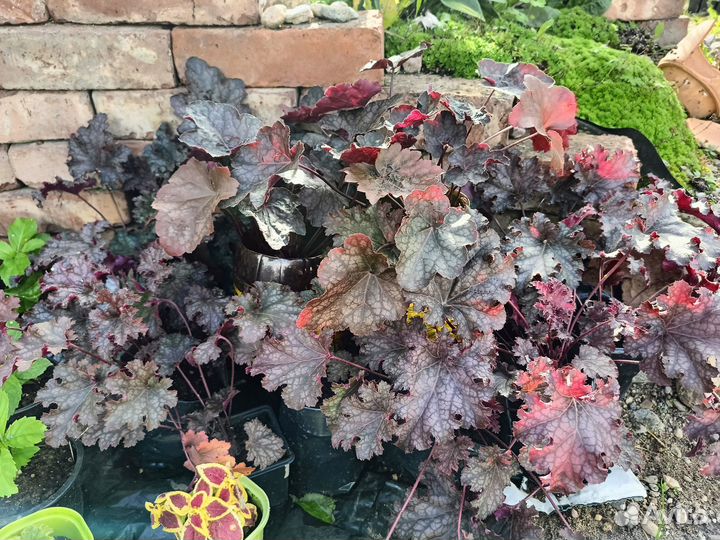 Гейхеры 15 сортов